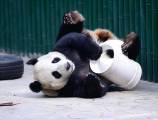 Самка панды спустя четыре года была признана самцом в китайском зоопарке 4