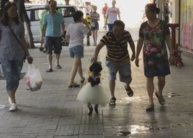 Собака в свадебном платье, шагающая по улицам, покорила сердца китайцев (Видео)