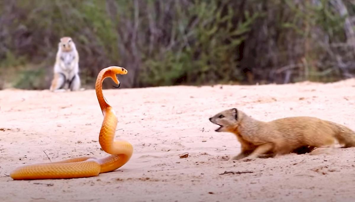 Суслики и мангуст, защищая детёнышей, напали на кобру и попали на видео в Африке