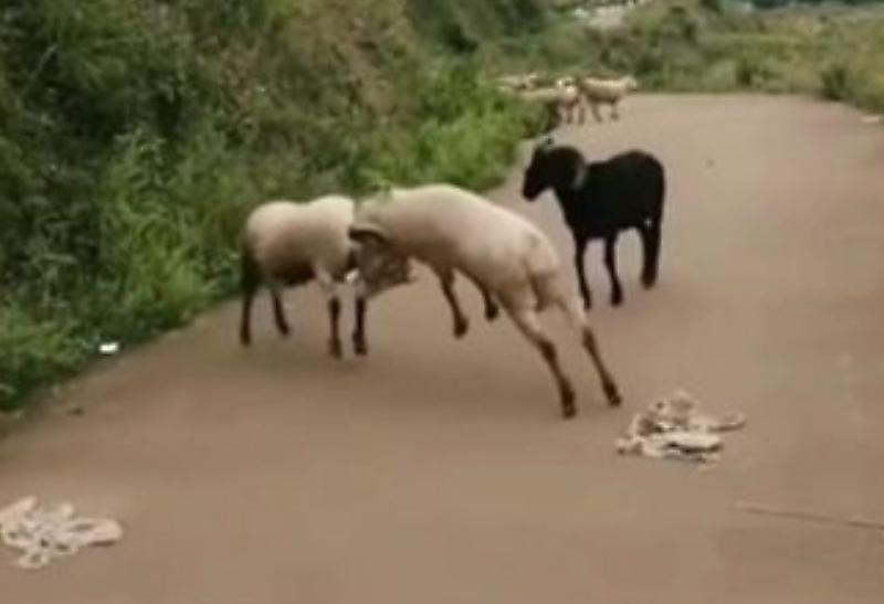 Боевые козлы, в присутствии рогатого «рефери», устроили поединок на китайской дороге ▶