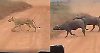Буйволы устроили погоню и прогнали встреченных на пути львов - видео