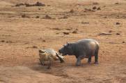 Два бегемота бесцеремонно разбудили и прогнали крокодила в африканском заповеднике 2