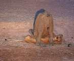 Голодающая львица не смогла справиться со слонёнком в национальном парке ЮАР 1