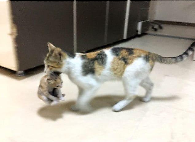 Кошка-мать принесла котёнка на осмотр в турецкую больницу
