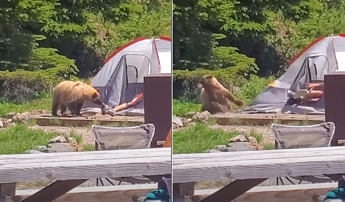 Любопытный медведь попытался лишить обуви беспечного туриста, отдыхающего в палатке