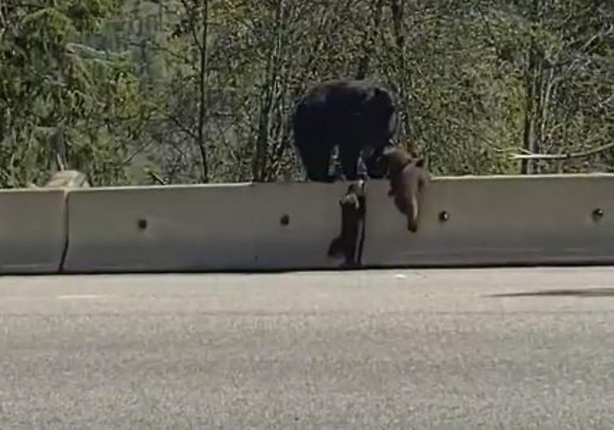 Медвежонок наглядно показал родственнику, как преодолевать дорожные барьеры
