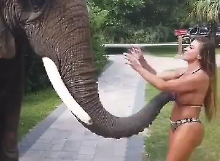 Наглый слон ознакомился с бюстом молодой туристки ▶