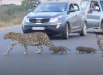Самка леопарда показала детёнышам, как правильно переходить дорогу