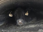 Спасение коровы, застрявшей в водопропускной трубе, было снято в США