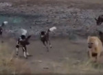 Стая диких псов проучила наглую гиену, попытавшуюся похитить добычу