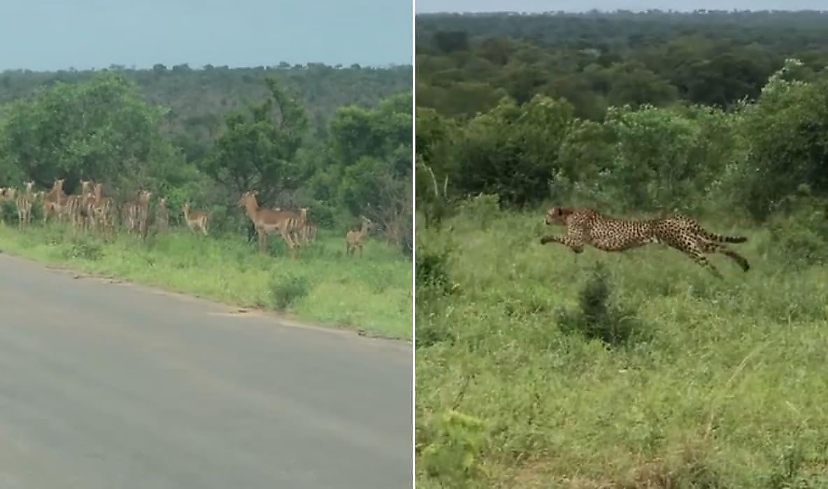 Стремительная погоня гепарда за антилопами попала на камеру в ЮАР