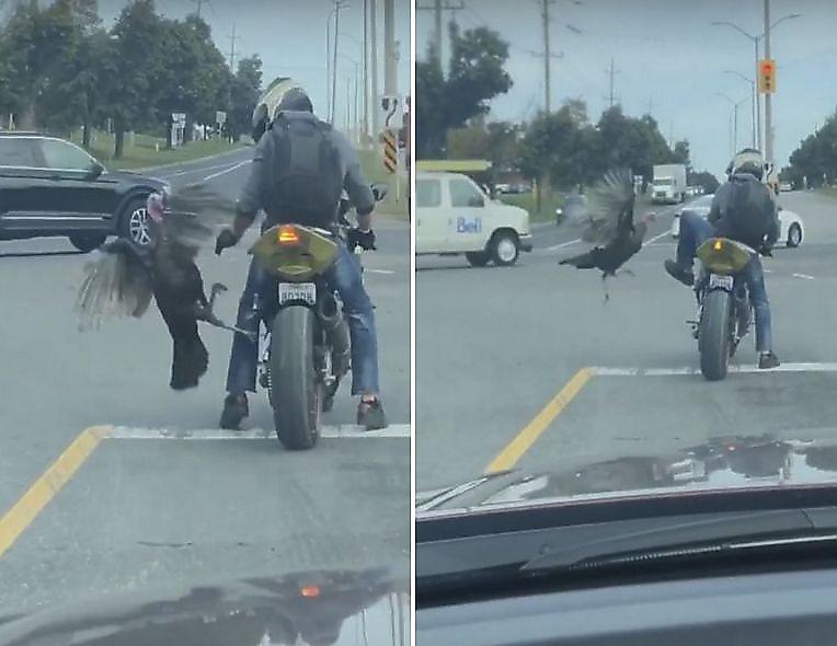 Боевой индюк подкараулил мотоциклиста на середине дороги ▶