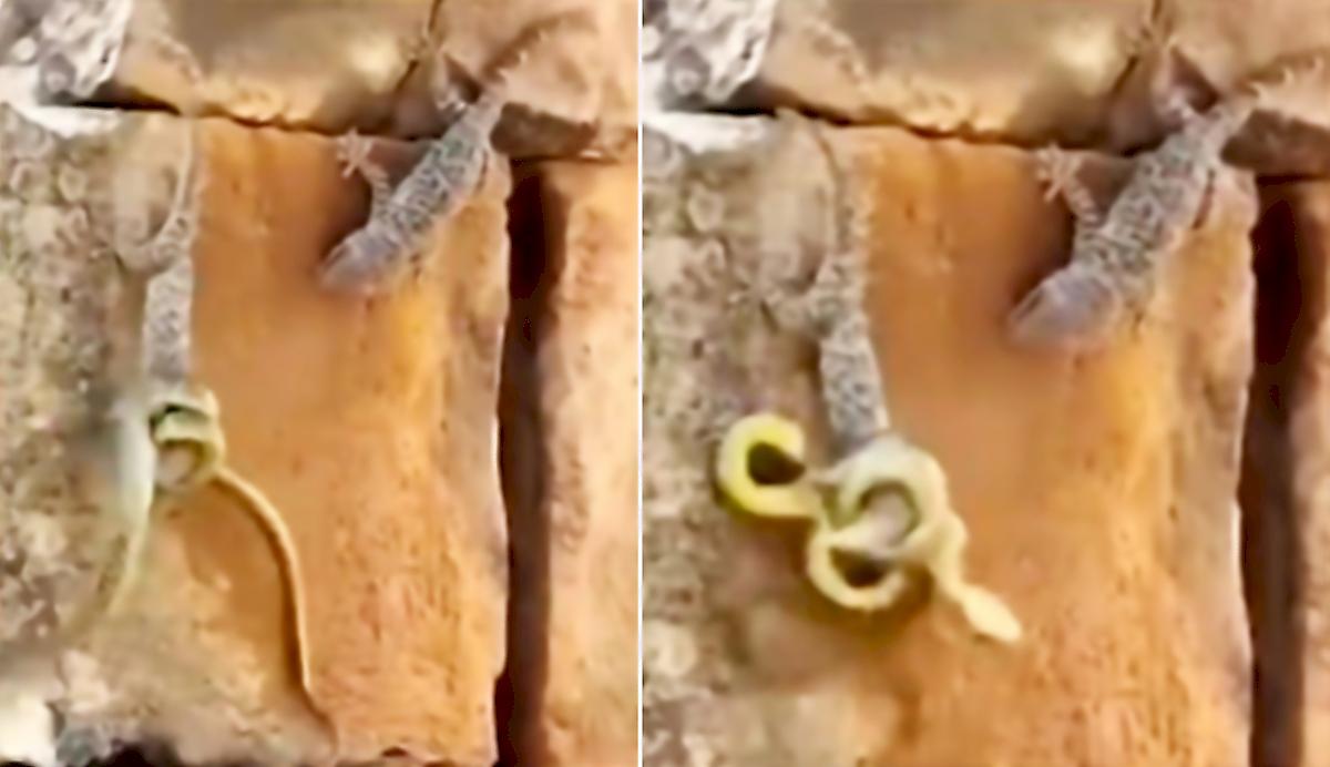 Любитель дикой природы снял драматичное сражение двух ящериц со змеёй