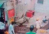 Наглая обезьяна стащила змею у факира в Индии (Видео)