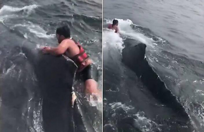Рыбаки спасли кита, запутавшегося в верёвке у побережья Калифорнии (Видео)