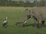 Смелый журавль отогнал слоновье семейство от своего гнезда