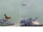 Сонный крокодил пожалел курицу, путешествующую по его морде - видео
