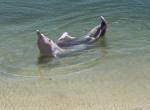 Умный дельфин повадился менять «дары моря» на еду 2