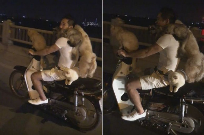 Всё своё вожу с собой: мотоциклист с тремя котами и псом разъезжает по ночному Вьетнаму (Видео)