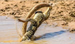 Схватку крокодила и гадюки снял фотограф в национальном парке Шри - Ланки 0
