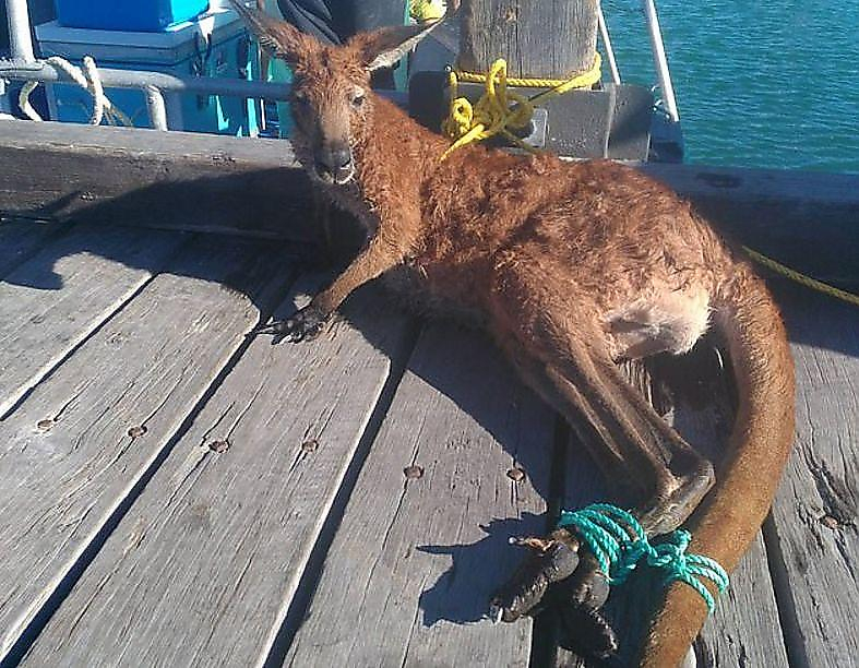 Австралийские рыбаки спасли валлару, уплывшего далеко от берега ▶