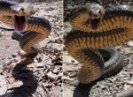 Ядовитая змея показала свой свирепый нрав австралийскому спасателю ▶