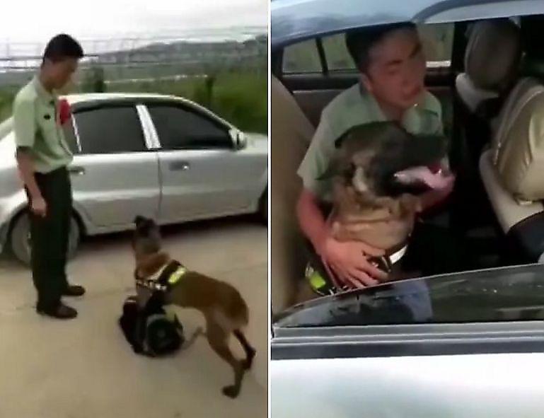 Китаец не смог сдержать эмоций, прощаясь со служебным псом ▶