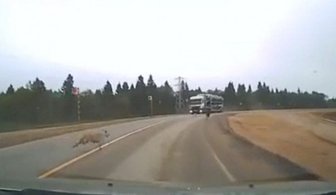 Кролик, убегая от собак, выбежал на оживлённую автомагистраль (Видео)