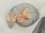 Оказавшийся лисицей щенок устроил охоту на кур и был объявлен в розыск в Перу