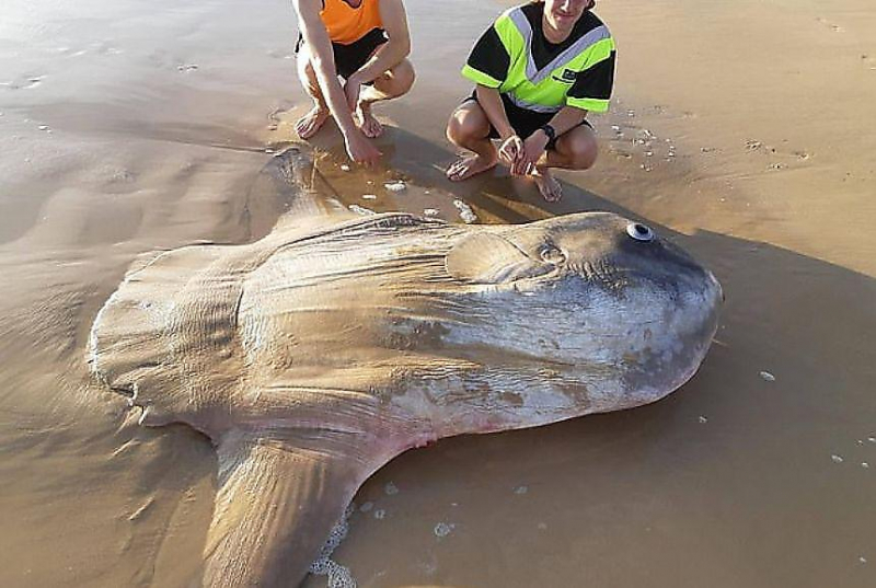 Рыбаки обнаружили гигантскую солнечную рыбу на пляже в Австралии ▶