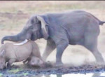 Слон напал на носорога с детёнышем и прогнал их с водопоя ▶