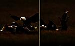 Захватывающее зрелище: орлан напал на лисицу и попытался отнять у неё зайца