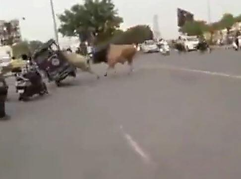 Быки, устроившие разборку на середине автомагистрали, перевернули моторикшу в Индии (видео)