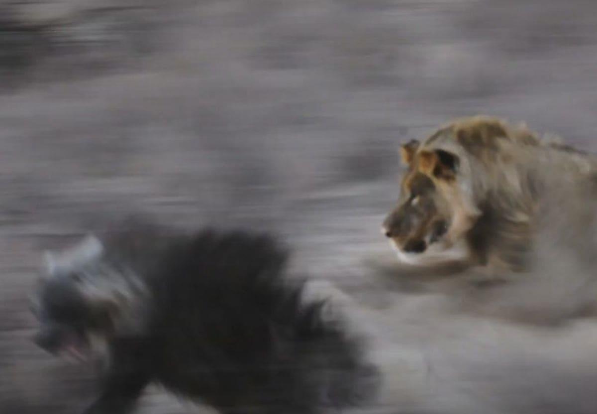 Гиена, следуя к водопою, на свою беду не заметила притаившихся львов