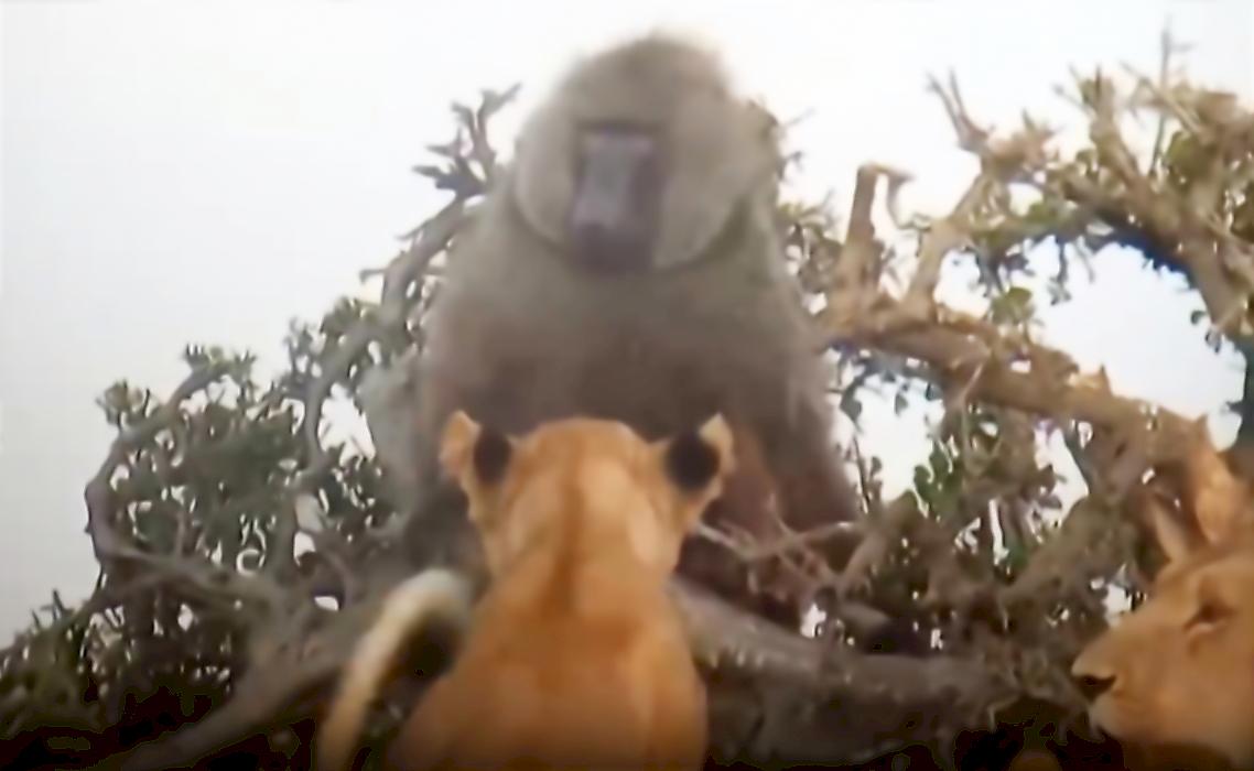 Грозный бабуин устроил погоню за львицами и попал на видео в Кении