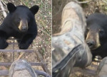 Любопытный медведь, поднявшись по лестнице, проверил на прочность нервы канадской экстремалки (Видео)