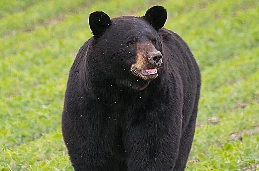 Медведь, в поисках самки прошедший три штата, стал знаменитостью в США