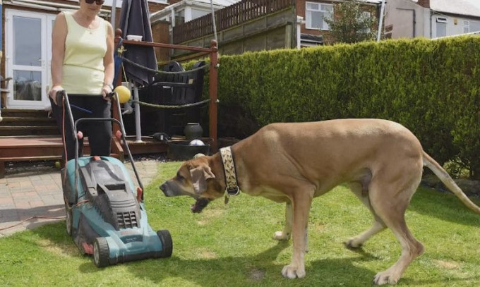 Настоящий Скуби-Ду: огромный пёс, который боится всего, проживает в Англии (Видео)