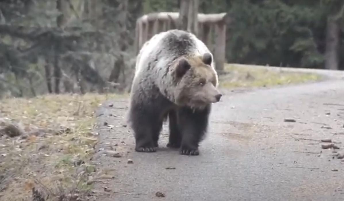 Огромный медведь, перегородил дорогу и испугал мотоциклиста в Италии