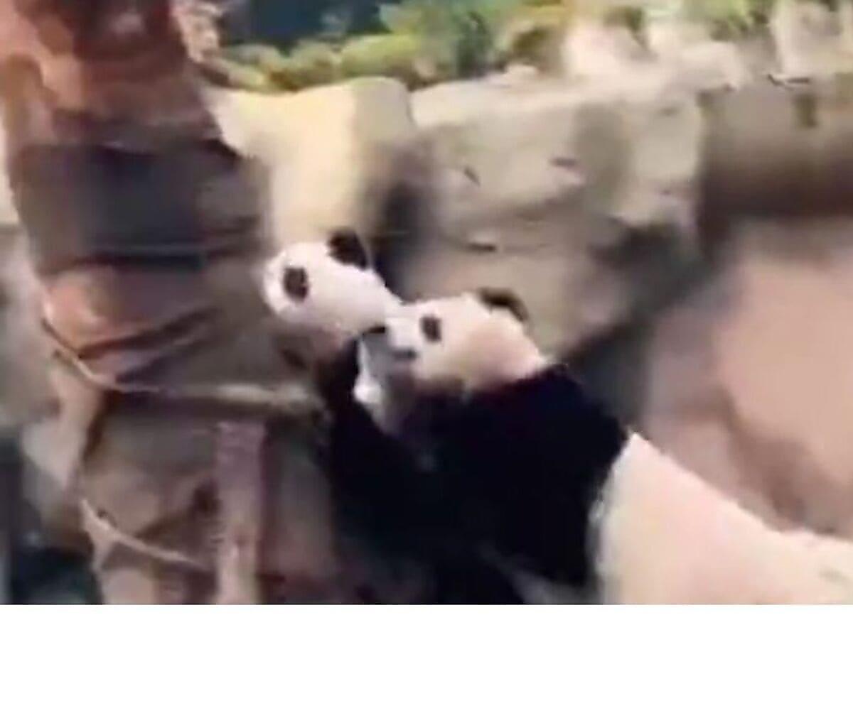 Панды, почувствовавшие землетрясение, забрались на дерево в Китае