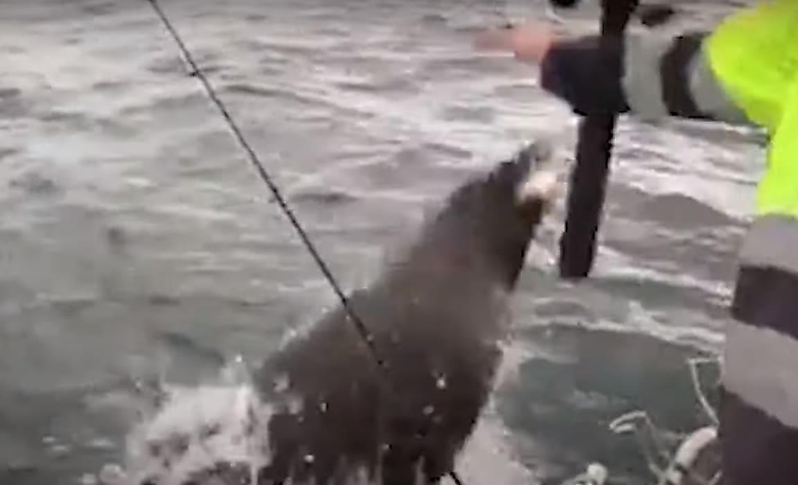 Прыткий тюлень выпрыгнул и лишил улова зазевавшегося рыбака
