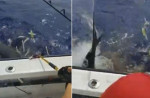Рыбаки не смогли отбить пойманного тунца у акулы на Гавайях (Видео)