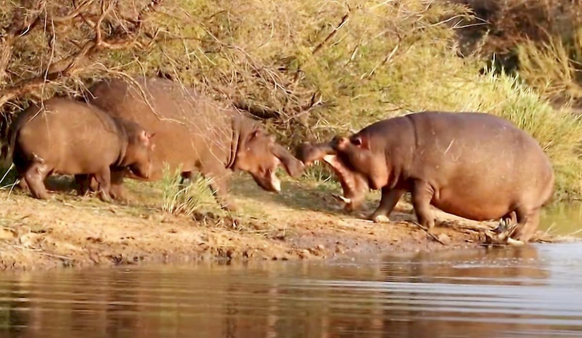 Схватка бегемотов за потомство произошла на глазах у туристки в ЮАР