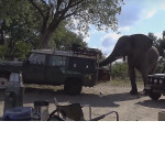 Слон произвёл обыск, а затем чуть не перевернул автомобиль туристов в Ботсване ▶