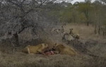 Стая гиен повергла в бегство двух львиц, утоляющих голод после охоты (Видео)