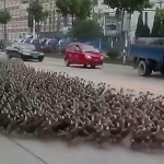 Утиная армия парализовала движение на китайской магистрали (Видео)