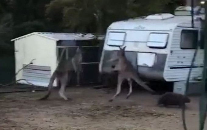 Вомбат вмешался в разборку двух кенгуру в Австралии (Видео)