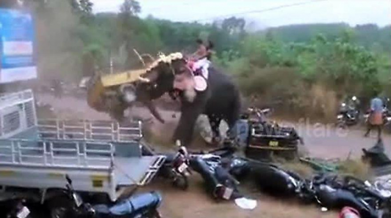 Буйный слон раскидал мотоциклы и моторикши на празднике в Индии ▶