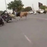 Быки, устроившие разборку на середине автомагистрали, перевернули моторикшу в Индии (видео)