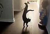 Кошка-«гимнастка» продемонстрировала грациозную стойку на передних лапах и прославилась в сети